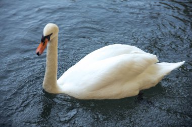 Beyaz kuğu gölde yüzüyor. Yüksek kalite fotoğraf