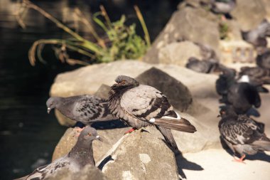 Kumsaldaki güvercinler. Yüksek kalite fotoğraf