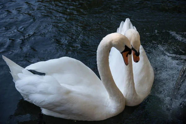 two swans on the lake. High quality photo