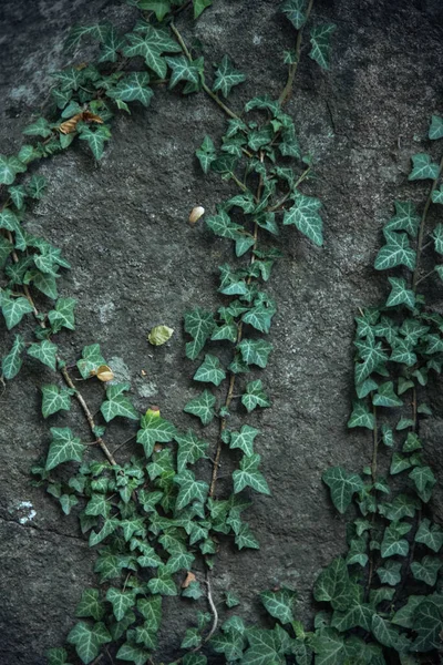 green ivy on the wall. High quality photo