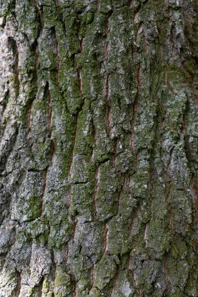 Bark Tree Texture Background High Quality Photo — Stock Photo, Image