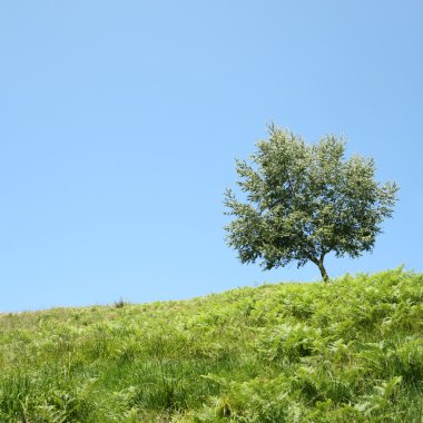 Yalnız ağaç üzerinde yeşil çayır