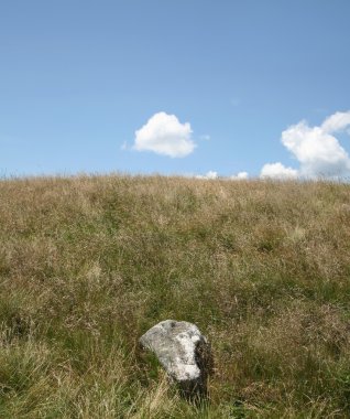 çimenler ve mavi gökyüzü