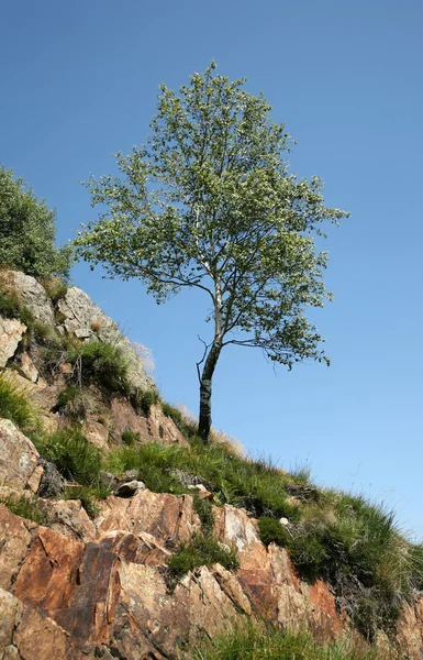 Small tree growing on rocks — Stock Photo, Image