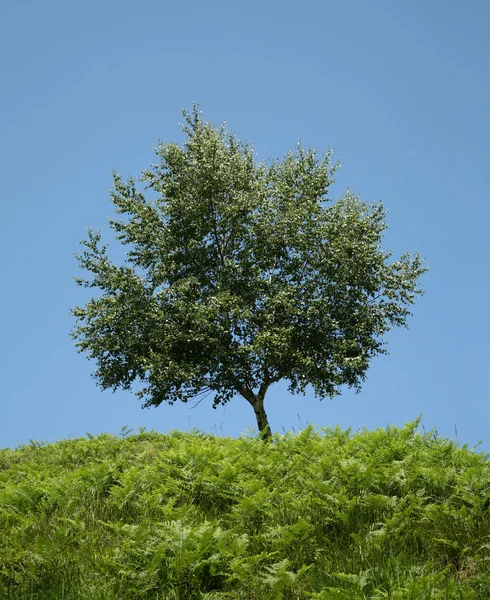 Sozinha árvore no prado verde — Fotografia de Stock