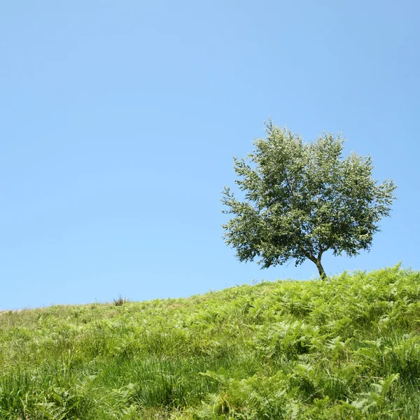 Alone tree on green meadow — Stock Photo, Image