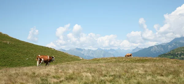 Landscape with two cows — Stock Photo, Image