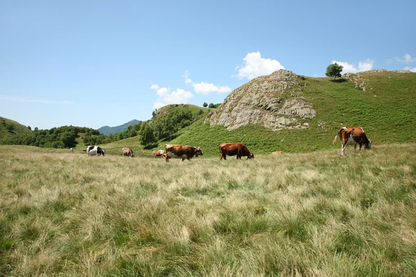 Landschaft mit Kühen — Stockfoto