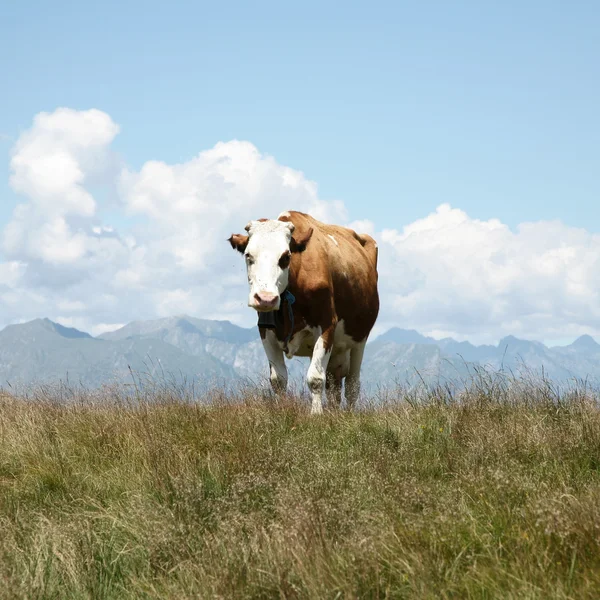 Kuh auf die Weide — Stockfoto