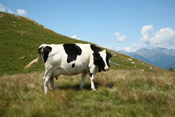 Kuh auf die Weide — Stockfoto