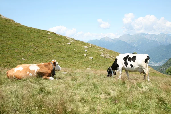 Landschaft mit zwei Kühen — Stockfoto