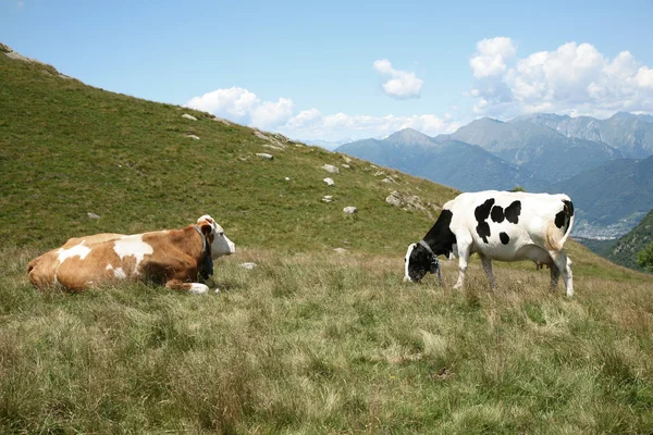 Landschaft mit zwei Kühen — Stockfoto