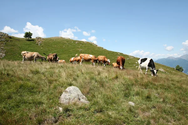 Landschaft mit Kühen — Stockfoto