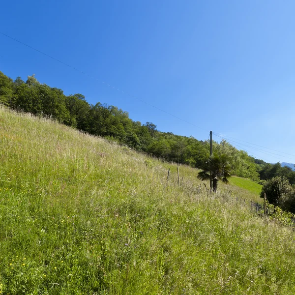 Zelená louka — Stock fotografie