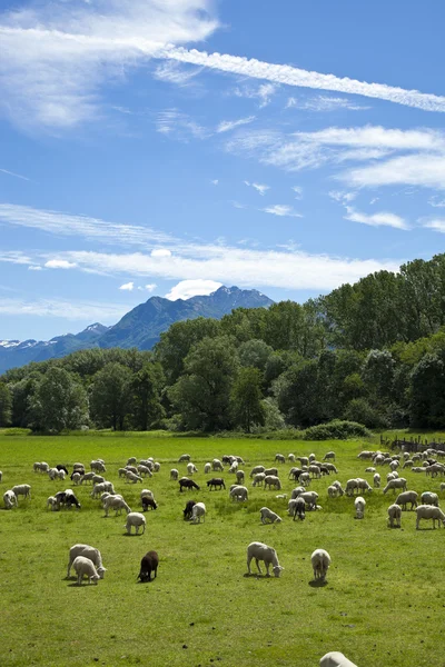 成群的羊吃草 — 图库照片