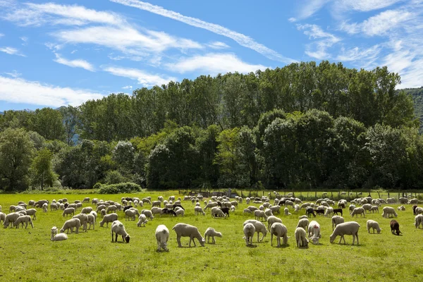 Flock of sheep grazing — Stock Photo, Image