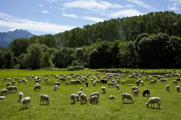 Schafherde weidet — Stockfoto