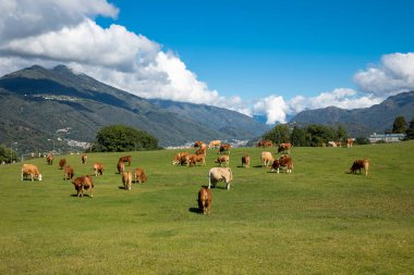 Bir sürü inek İsviçre tepelerinin yeşil çimlerini gezer ve yer. Mavi gökyüzü, kopyalama uzayı. İçeride kimse yok.