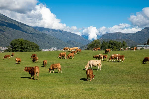 Herd Cows Strolls Eats Green Grass Swiss Hills Blue Sky — Stock Photo, Image