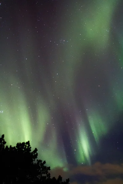 Noordse borealis — Stockfoto