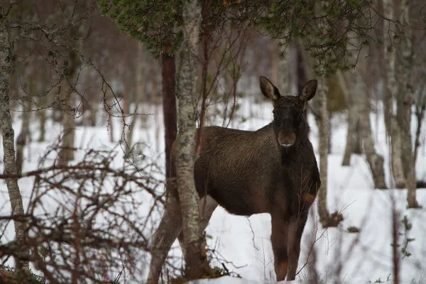 Moose — Stockfoto