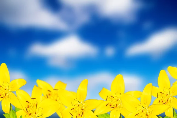 güzel çiçek arka plan ışığı etkisi ile