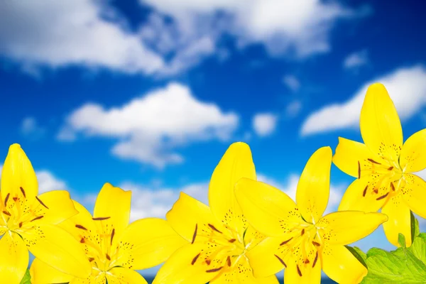 güzel çiçek arka plan ışığı etkisi ile