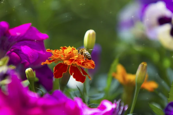 Arı ile güzel renkli çiçek arka plan