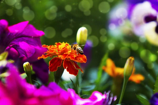 Hermoso fondo floral colorido con una abeja — Foto de Stock