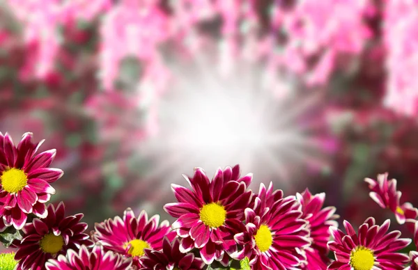 güzel çiçek arka plan ve güneş ışığı etkisi