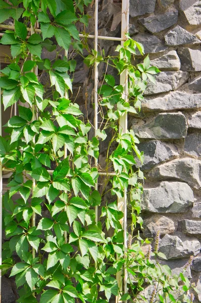 Kaya duvarına tırmanan