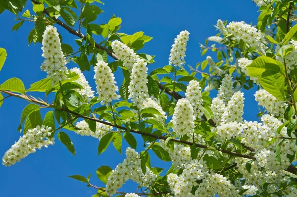 kuş kiraz ağacının çiçekleri mavi gökyüzü