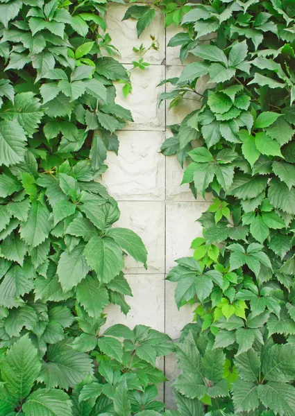 Зеленые лозы на светлой стене — стоковое фото