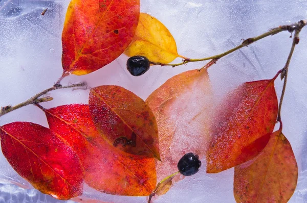 Ледяной лист и ягоды — стоковое фото