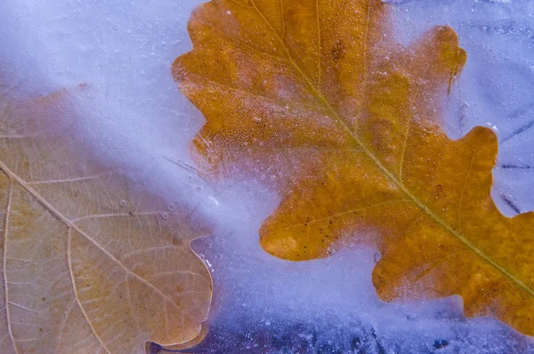 Ледяной дуб — стоковое фото