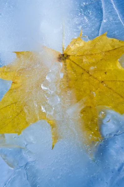 Ледяной опавший кленовый лист — стоковое фото