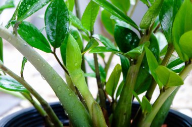 ZZ Bitkisi (Zamioculcas Zamiifolia) taze çiçek, düşük bakım, düşük su ve ev bitkisi, Hava Arındırıcı ağacı sunar.
