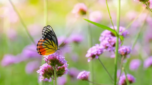 Verbena çiçeğindeki Boyalı Jezebel Kelebeği (Delias hyparete), renkli kanatlı güzel kelebek, yumuşak odaklı resim.