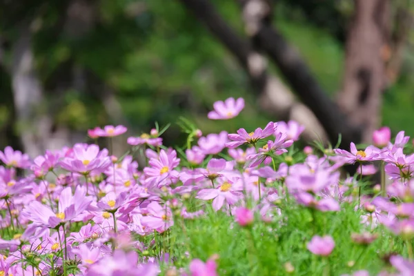 Kosmos Merah Muda Bunga Mekar Lapangan Indah Bunga Kosmos Taman — Stok Foto