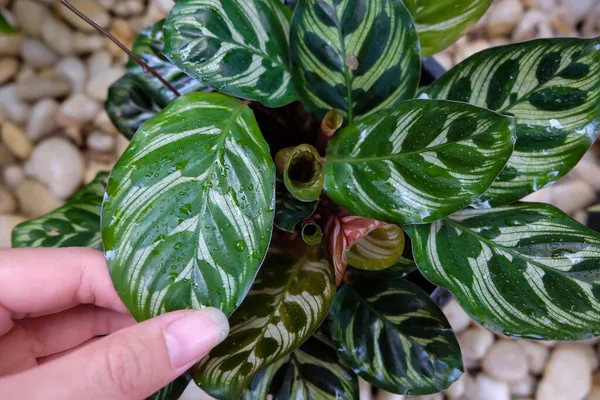 Calathea Makoyana E. Morren, güzel yapraklar, hava temizleyici bitki, doğal arka plan..