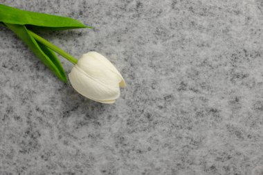 Gri zemin üzerinde lale çiçeği, beyaz lale, masaüstü duvar kağıdı veya web sitesi tasarımı için kullanılan Sevgililer Günü arkaplanı.