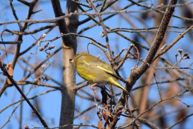 Avrupa 'da kışın yeşil ispinoz kuşu