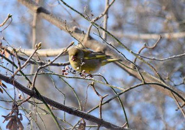 Avrupa 'da kışın yeşil ispinoz kuşu