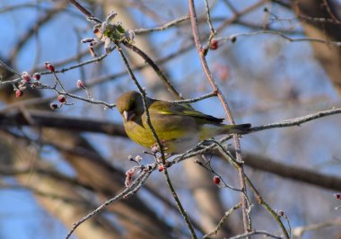 Avrupa 'da kışın yeşil ispinoz kuşu