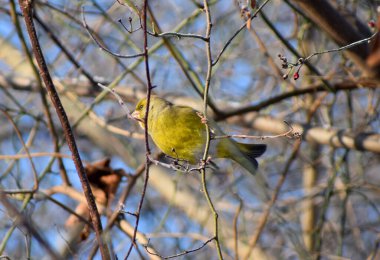 Avrupa 'da kışın yeşil ispinoz kuşu