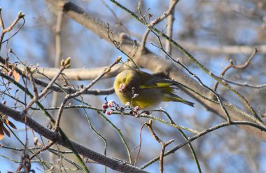 Avrupa 'da kışın yeşil ispinoz kuşu