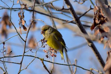 Avrupa 'da kışın yeşil ispinoz kuşu