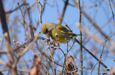Avrupa 'da kışın yeşil ispinoz kuşu