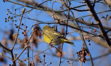 Avrupa 'da kışın yeşil ispinoz kuşu