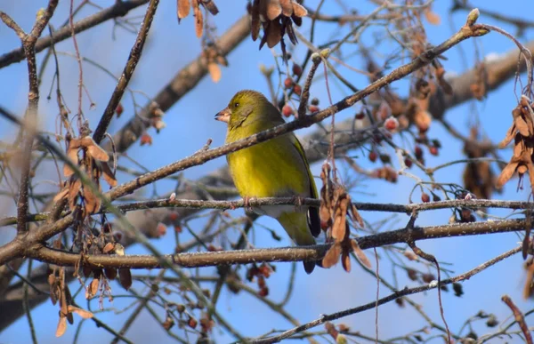 European Greenfinch Bird Winter — стоковое фото